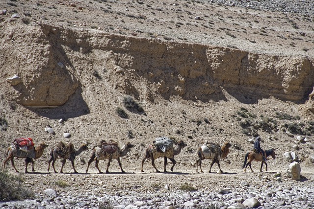 A convoy of camels in a desert